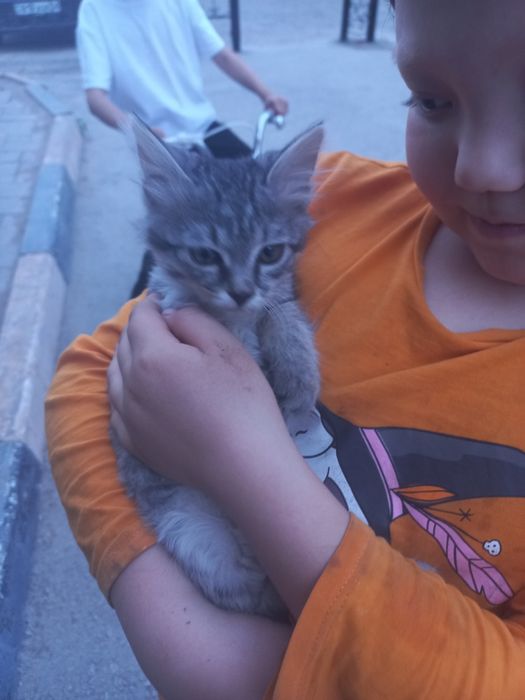 Котенок ищет дом