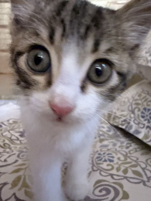 Котенок 1 месяц - мальчик. Ташкент.