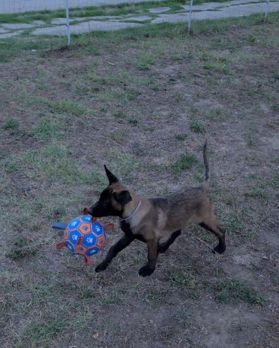 Ciobănesc belgian malinois femela cu pedigree