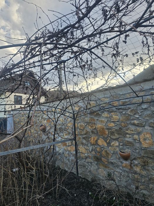 Vand pergola pentu vita de vie cu tot cu vita