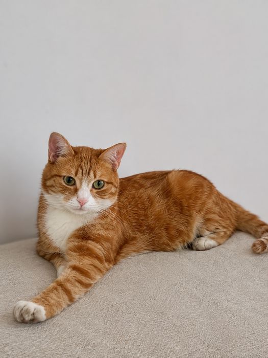 Кот рыжий, кастрирован