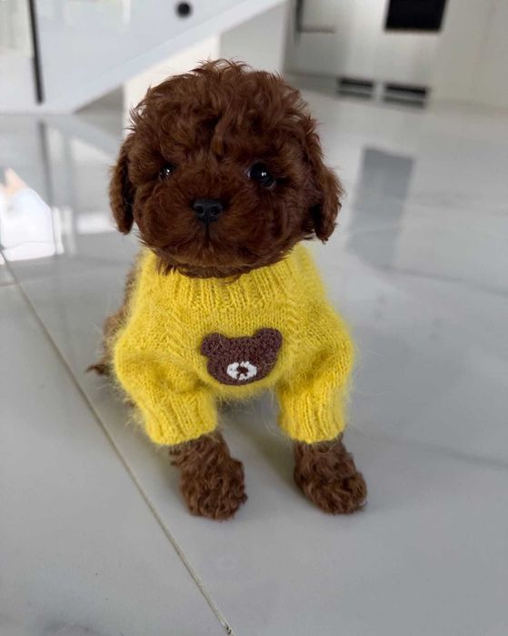 Femelă Pudel Toy / Poodle talie mică - Pedigree FCI