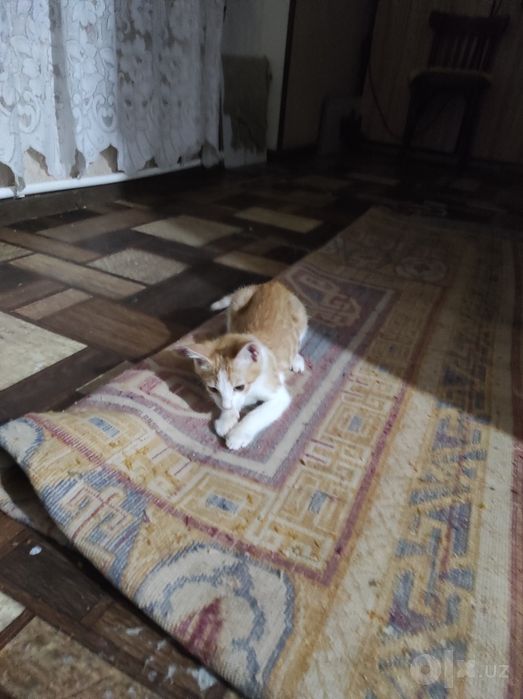 пристраиваются котятки в ответственные руки