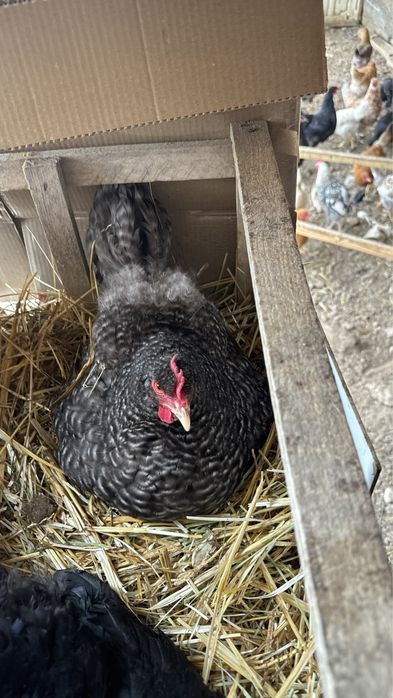 Яйца петух курица