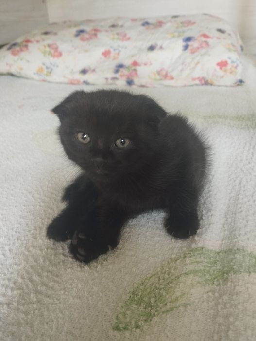 Продаются котята шотландские вислоухие