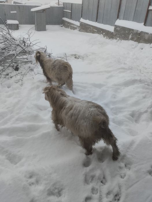 Продам серке ,зааненская теке