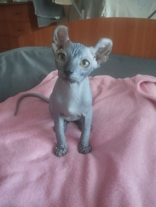 Продам котика, сфинкс эльф