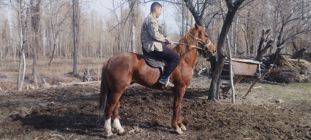 От сотилади зудлик Билан