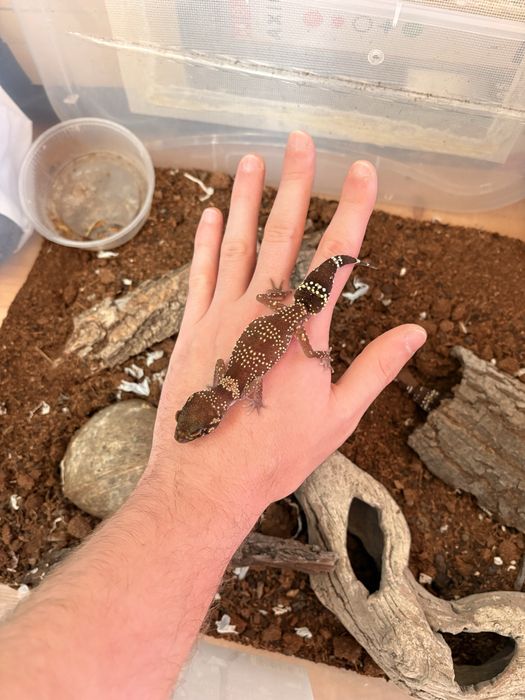 Vand gecko, soparle, parsi si alte exotice rare