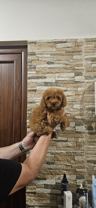 той пудел/toy poodle/пудели