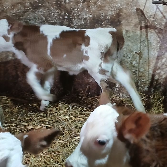 Vitei sugari baltata românească