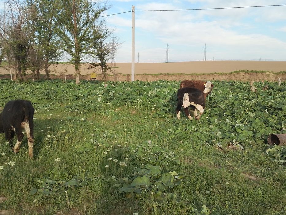 Таналар сатылады