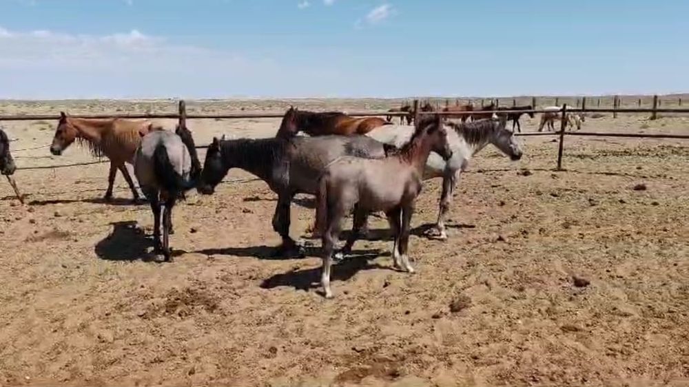 Бір үйір Жылқы сатылады. 13 бас