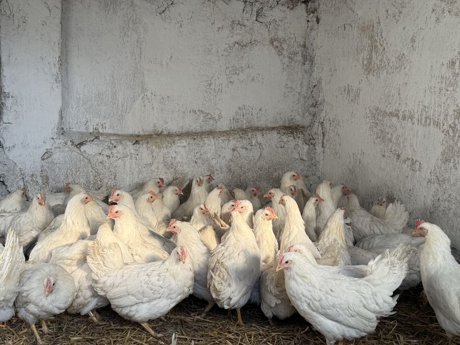 Разплодени Яйца !