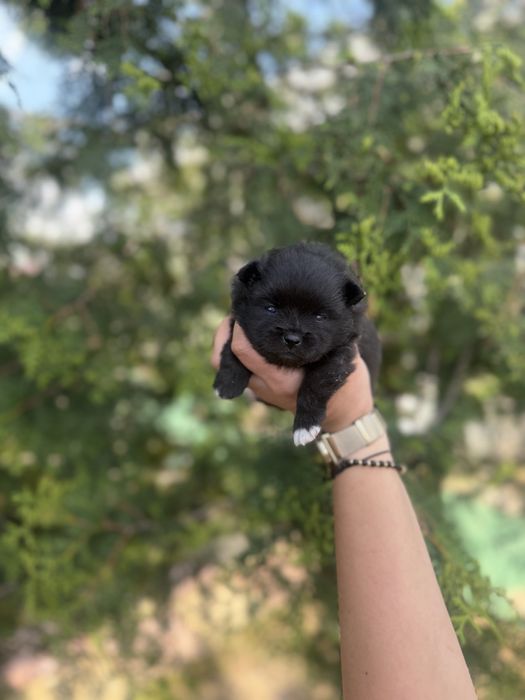 Pomeranian fetita