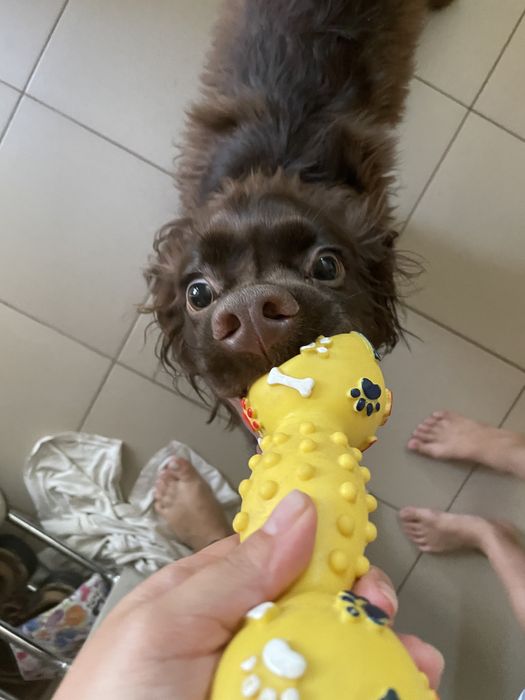 Вязка американский кокер спаниель