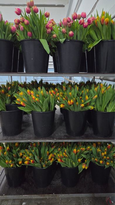 Тюльпаны оптом Астана