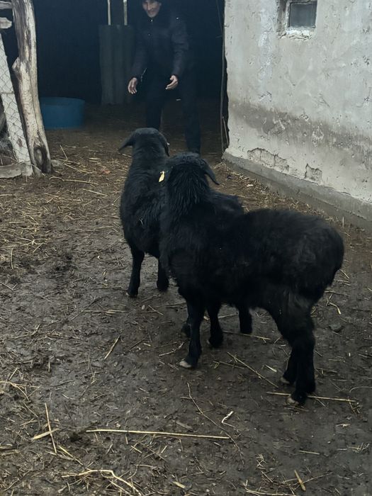 койлар сатылады кызылорда