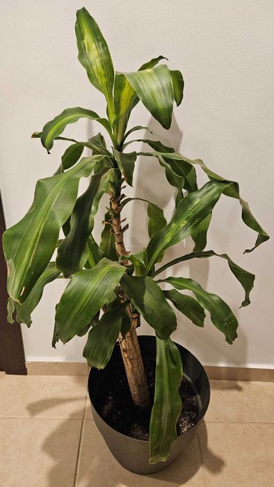 Planta de apartament in ghiveci