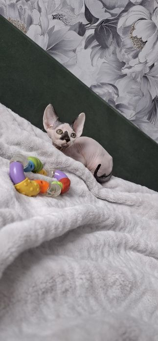 Мальчик сфинкс велюровый