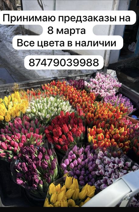 Тюльпаны по предзаказу