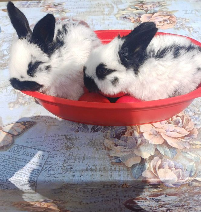 Iepuri fluture german