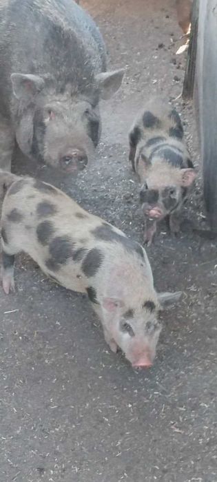 виетнамски прасета