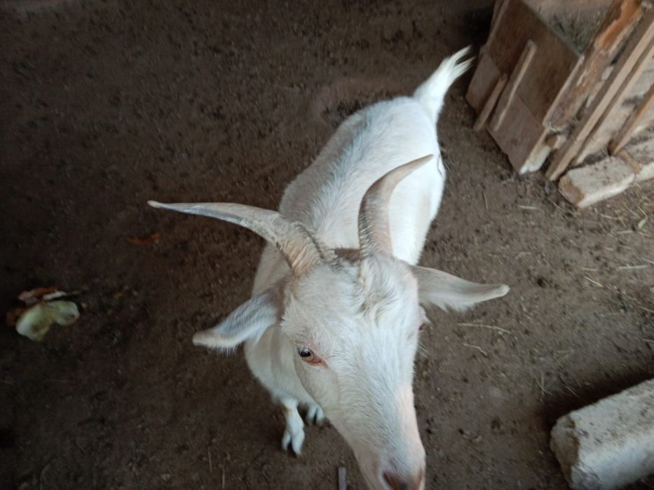 Сауын ешкі, занен, ешкы