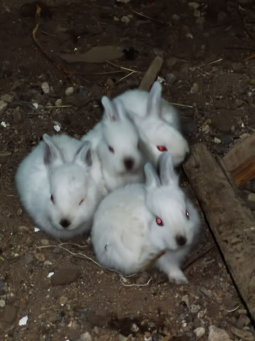 Продам кроликов,великаны, бабочки