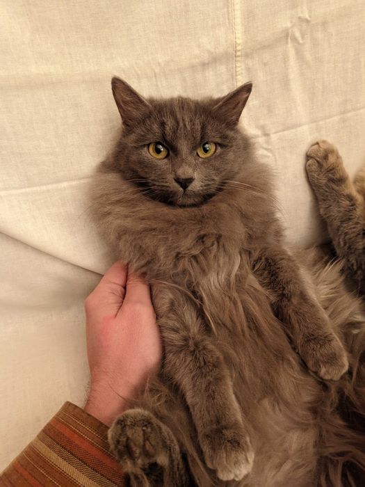 Кошка. Кот. Мушук. Mushuk.