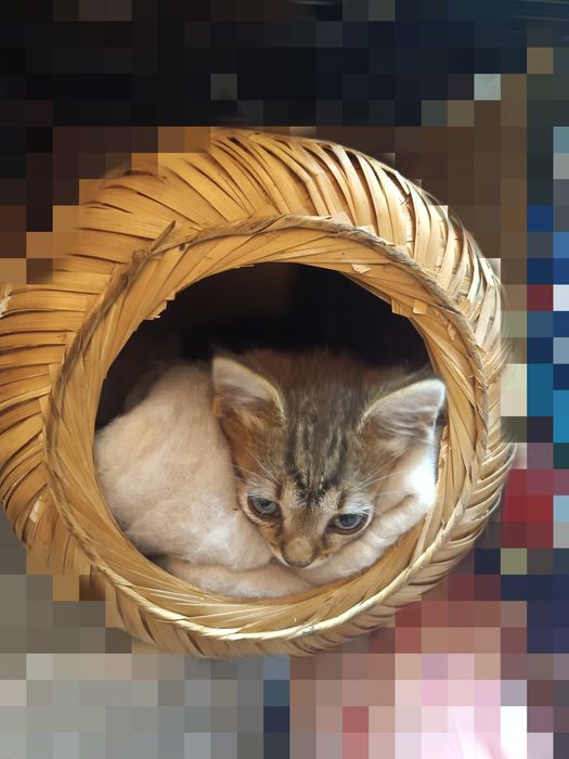 Подарявам малко коте