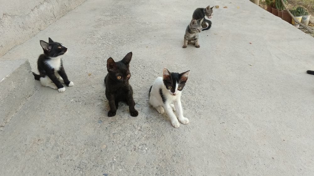 Mushuk bolalari tekinga