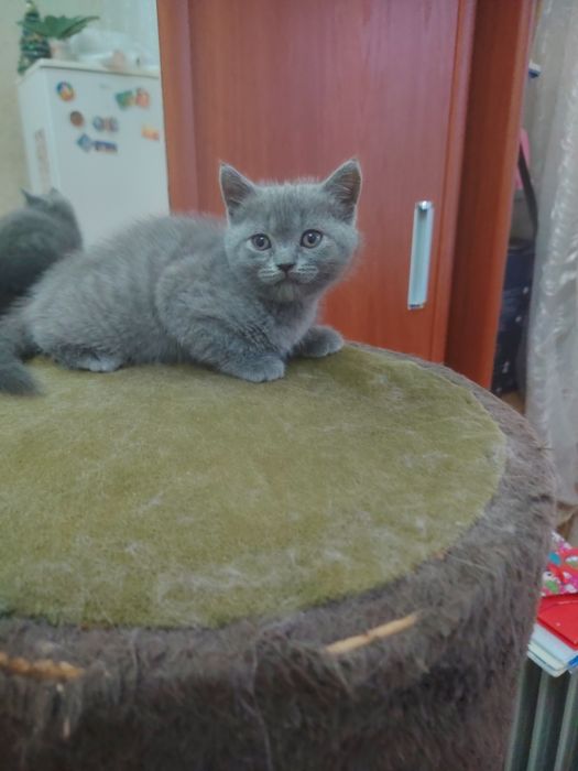 Продаются Шотландские котята, Скотишь Страйт