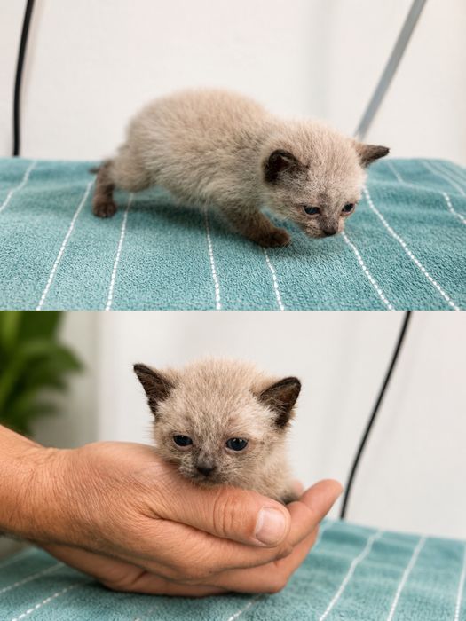 Котята бесплатно