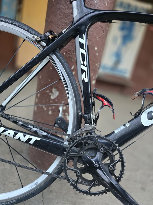 Cursiera Giant Carbon