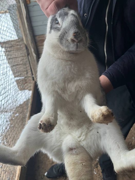 Кролики Голландские оптом