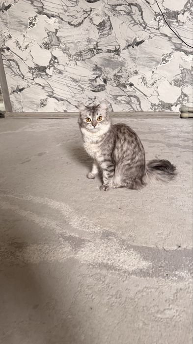 Отдам кошку ! В хорошие руки !