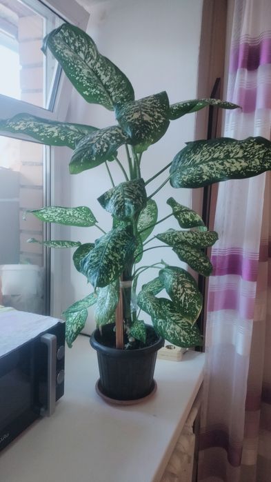 Продам цветы метровые и 2.5 метра