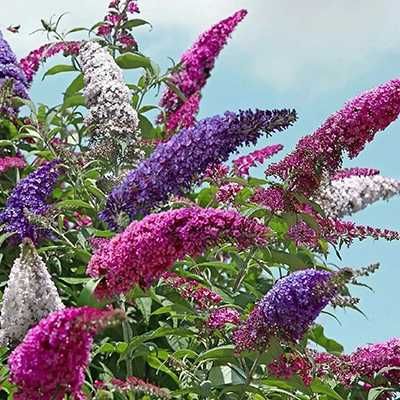 Ароматный фейеверк  из Буддлей