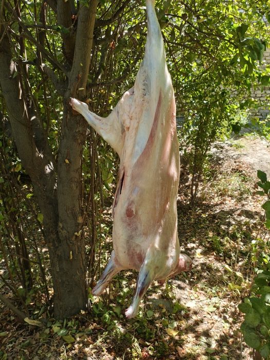 Кассоб хизмати (куй кучкор суйиш хизмати)