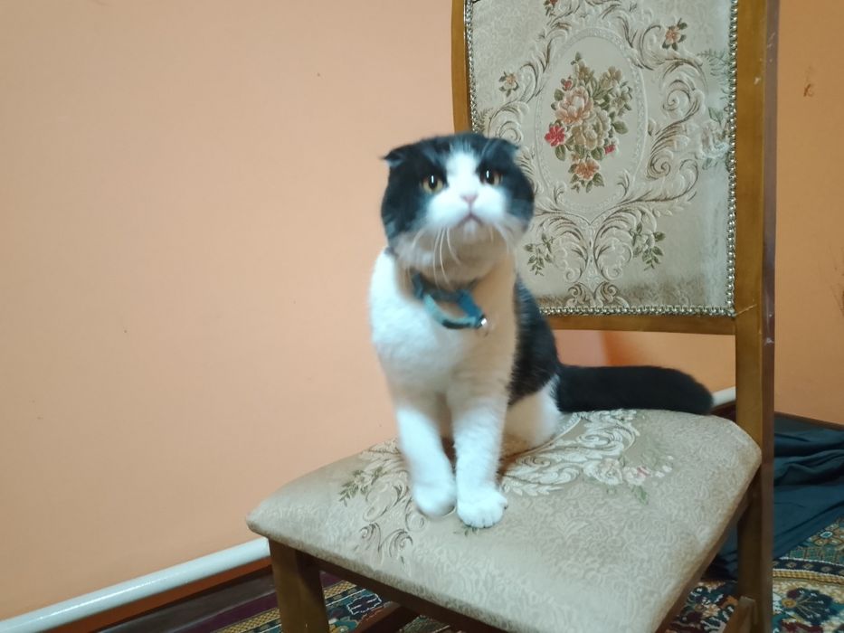 Вяска мушук самец, скотиш фолд