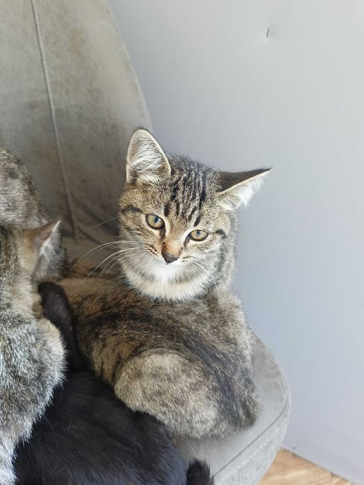 Отдам котят в добрые руки