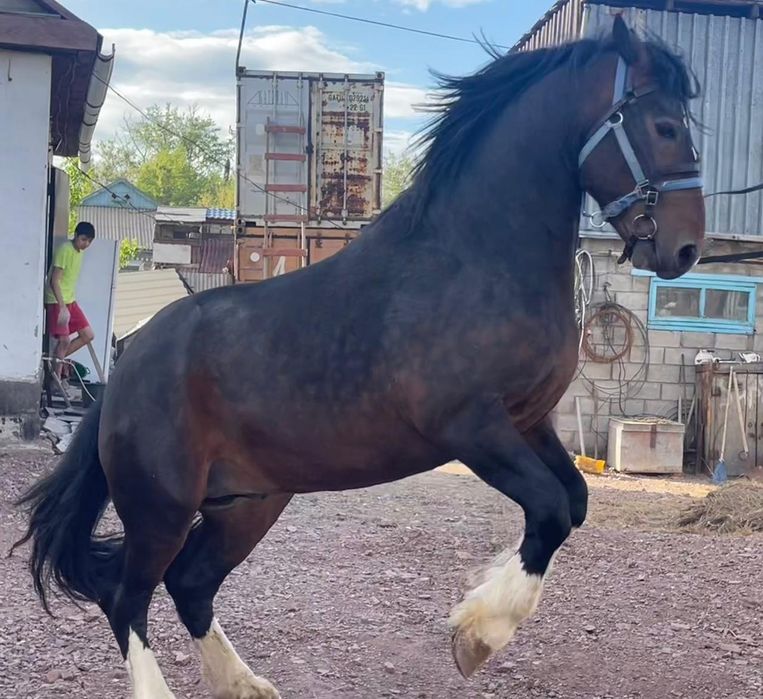 Продам жеребца  Першерон