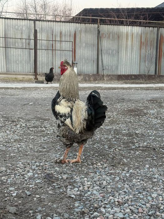 Петух   хохлатый