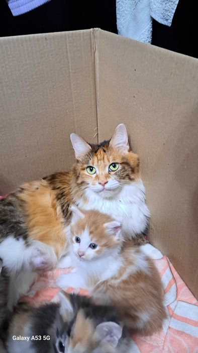 Курильский бобтейл.  Котятв