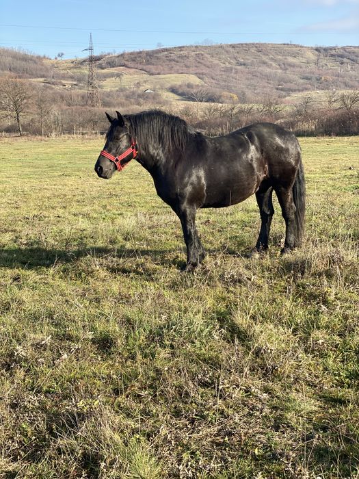 Iapa,manza neagra gestanta patru ani