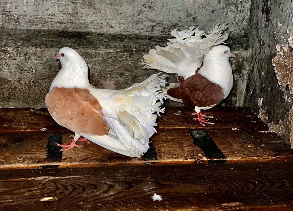 Продам голубей павлиноа