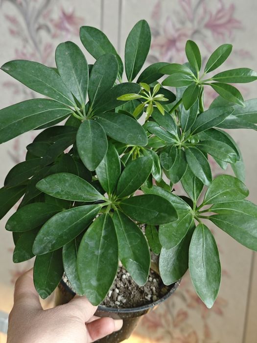 Продам.   Шефлеру