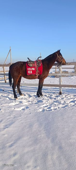 Продам жеребеца айгыр сатам