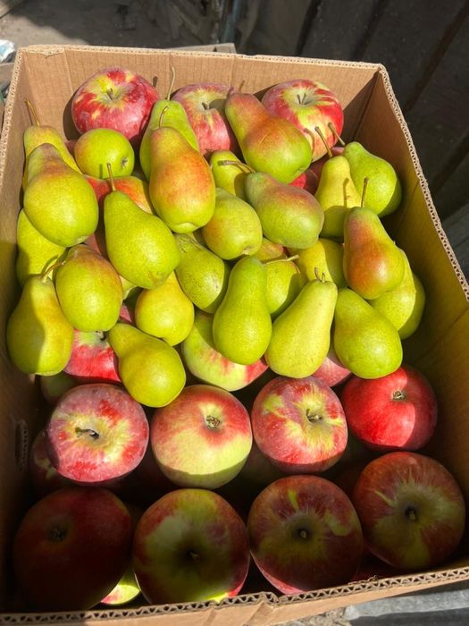 Апорт груша золотое яблоки